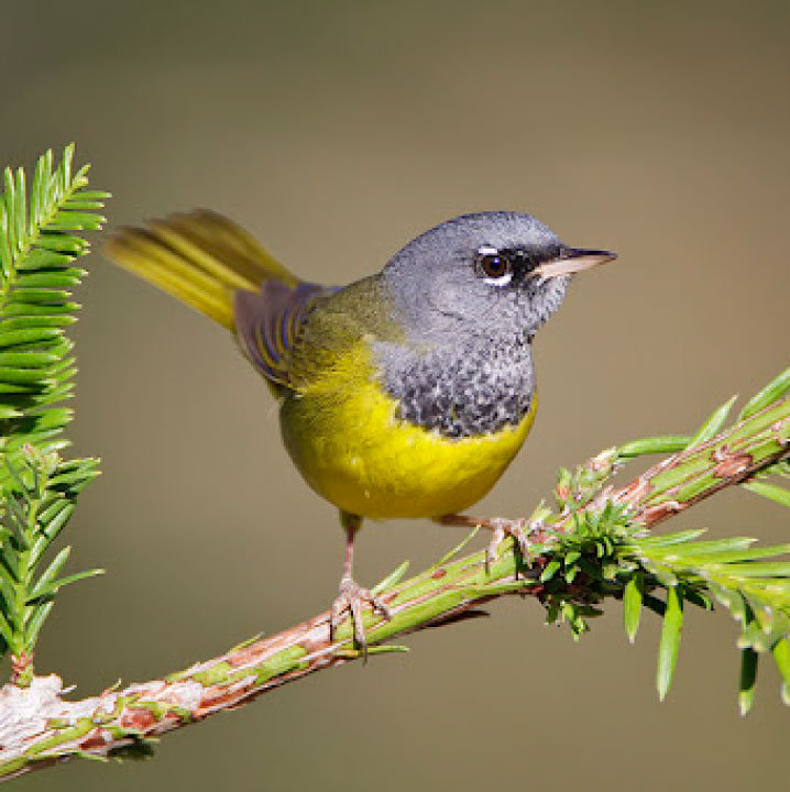 MacGillivray's Warbler